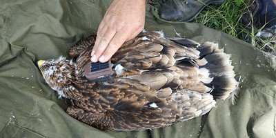 SATELLITE TRANSMITTERS INSTALLED ON IMPERIAL EAGLES IN SLOVAKIA